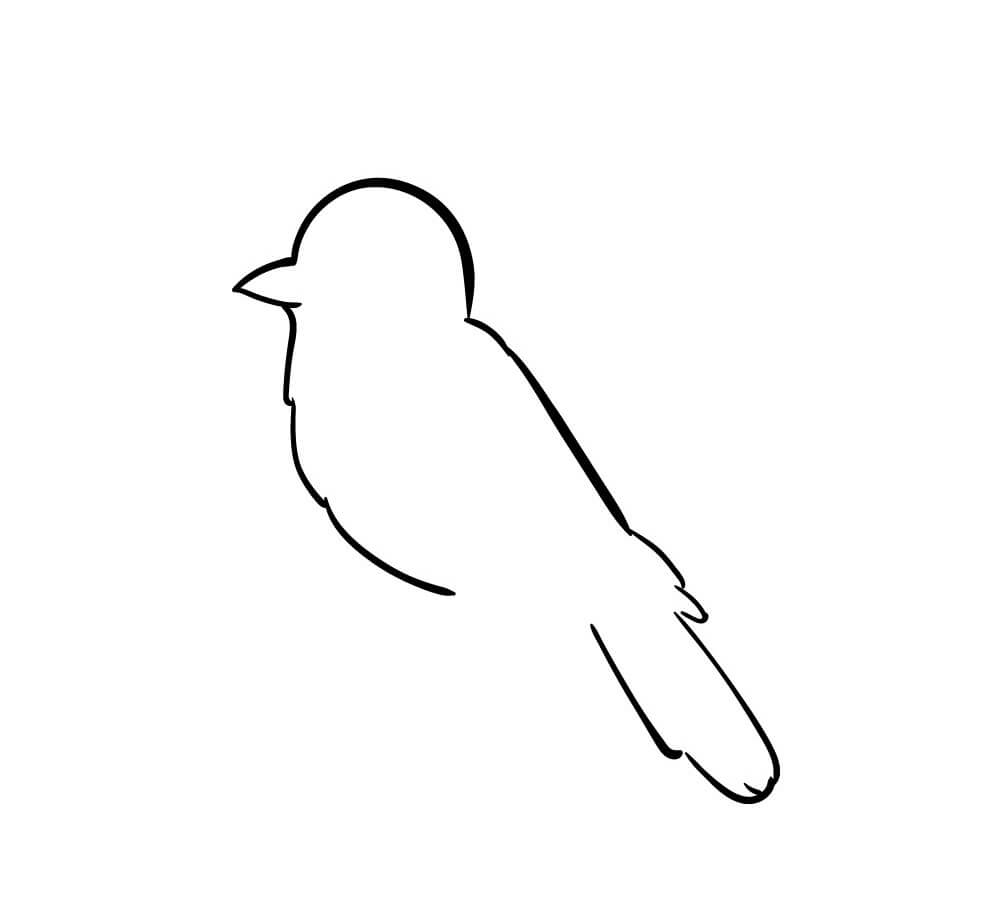 Draw the Bird’s Body and Tail
