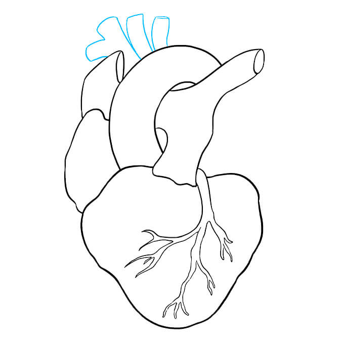 Draw the Major Arteries